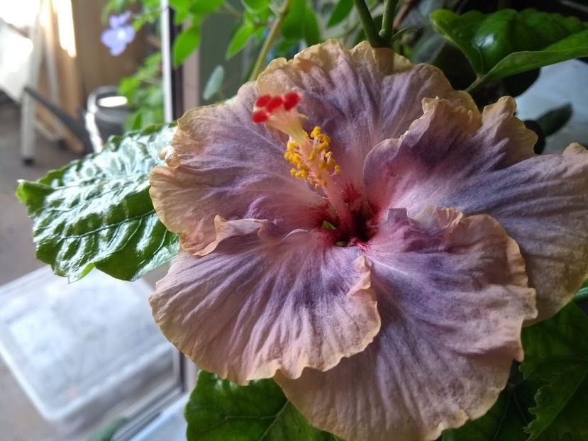 - Hibiscus din seminte 2020-2021