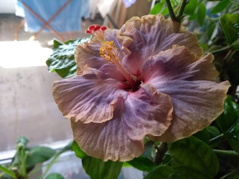  - Hibiscus din seminte 2020-2021