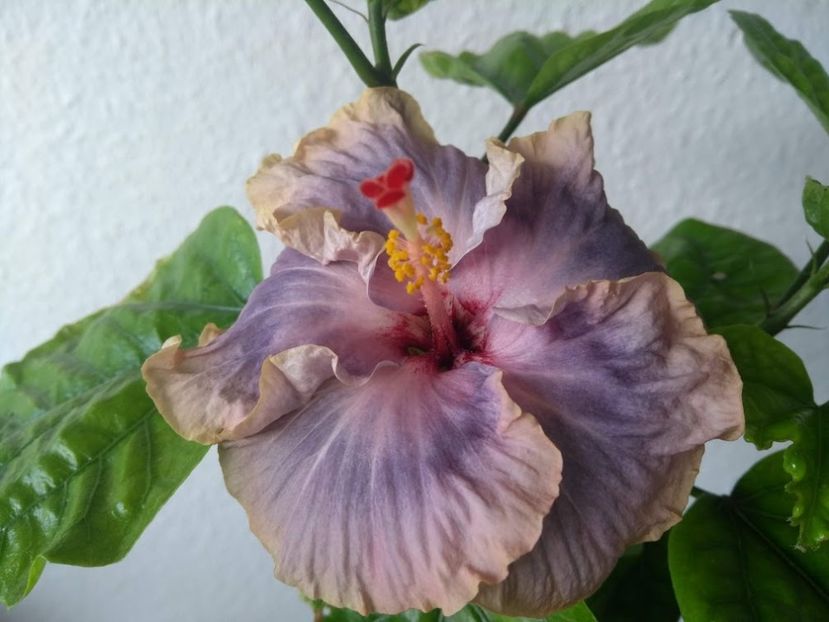  - Hibiscus din seminte 2020-2021