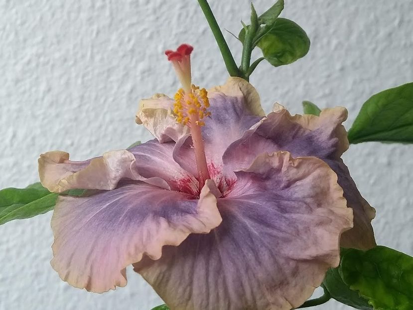  - Hibiscus din seminte 2020-2021