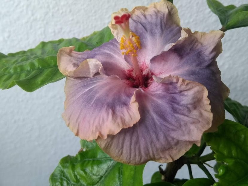  - Hibiscus din seminte 2020-2021