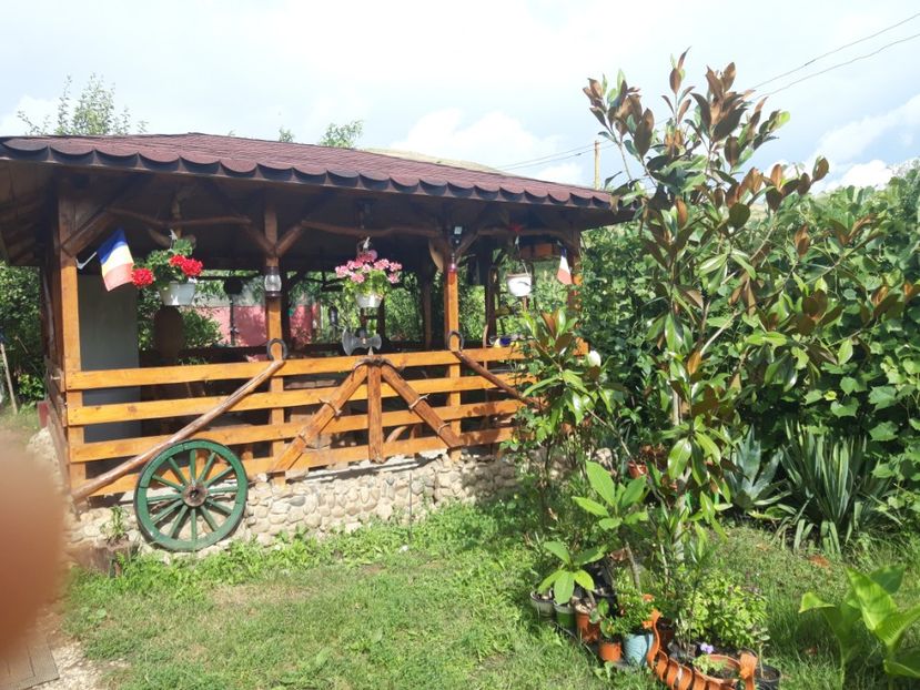  - Magnolia grandiflora gallisoniensis