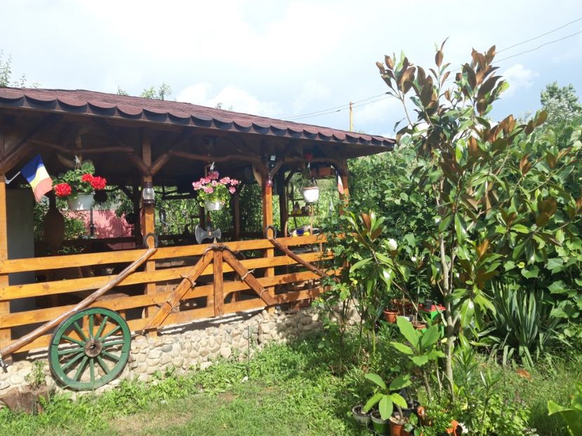  - Magnolia grandiflora gallisoniensis