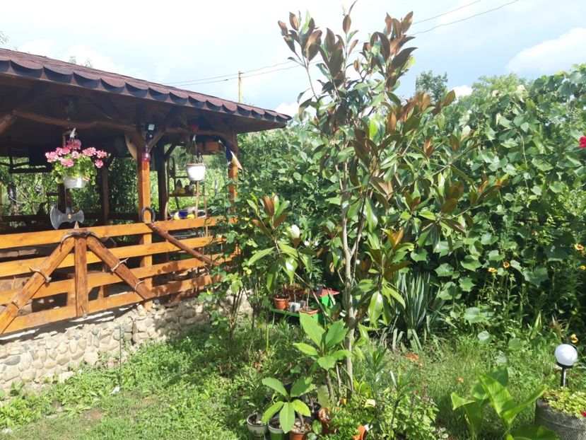  - Magnolia grandiflora gallisoniensis
