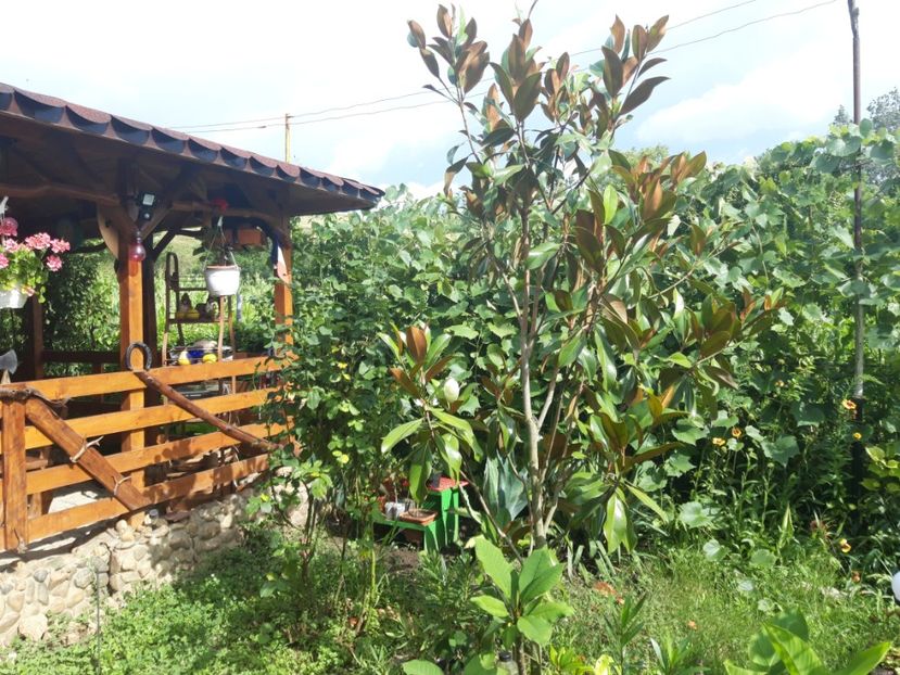  - Magnolia grandiflora gallisoniensis