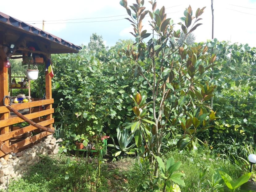  - Magnolia grandiflora gallisoniensis