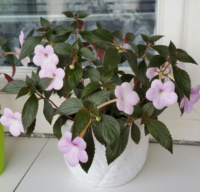 Peach blossom - Achimenes 2021