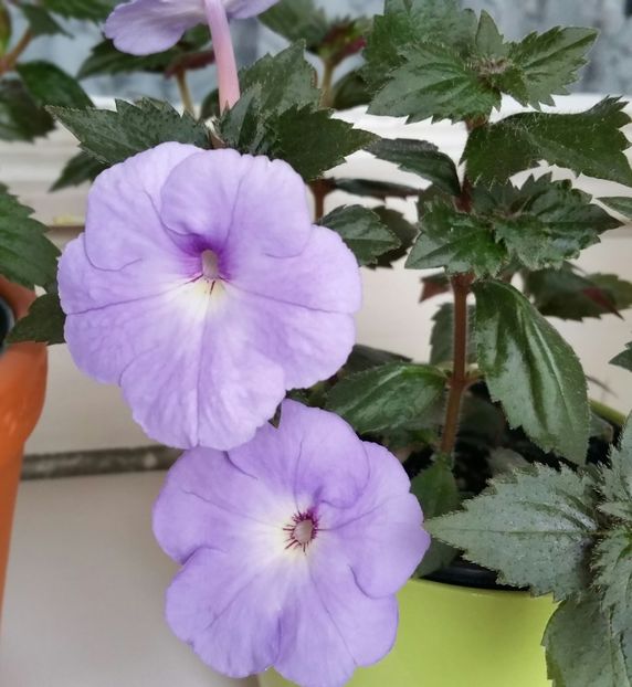 Odessa blue -decolorata de soare - Achimenes 2021