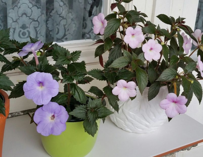 Odessa blue si Peach Blossom - 2021