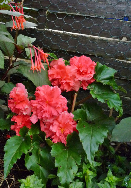  - Begonia