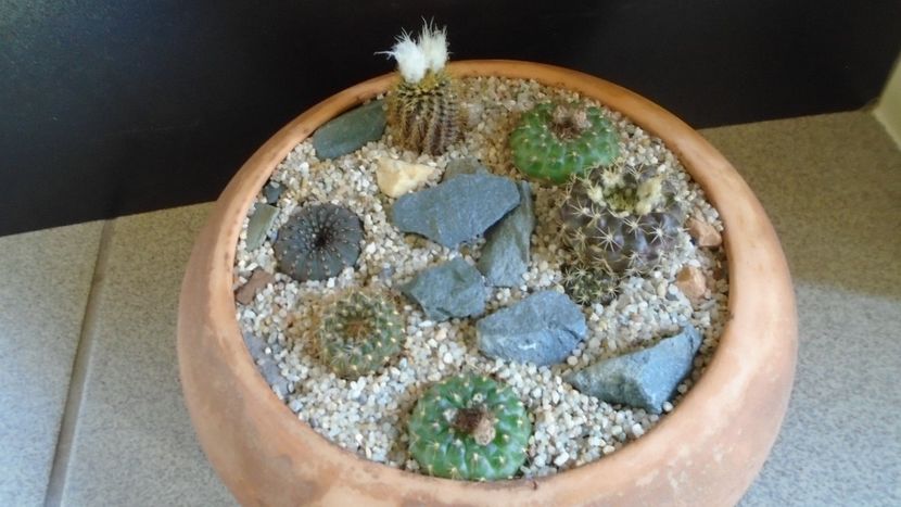 Grup de 6 Frailea - Cactusi 2021