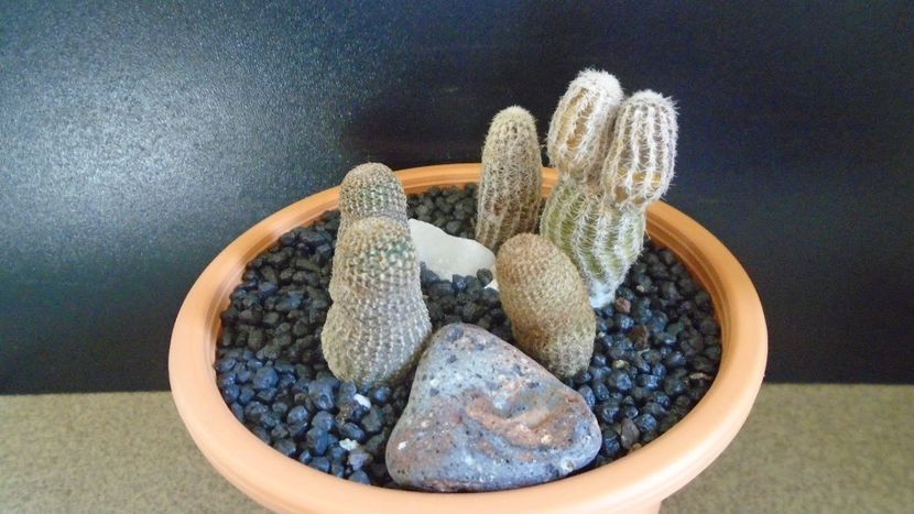 Grup de 4 Lobivia (Echinopsis) - Cactusi 2021