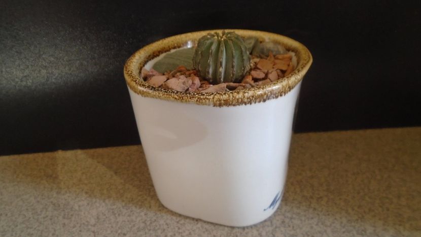 Geohintonia mexicana - Cactusi 2021