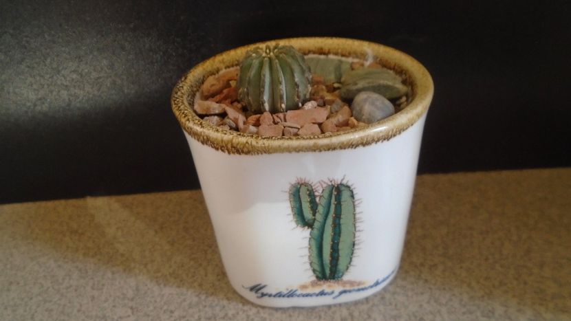 Geohintonia mexicana - Cactusi 2021