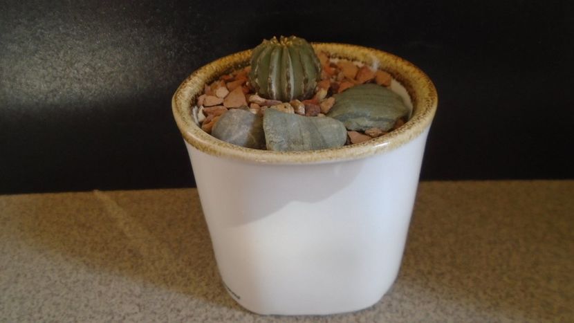 Geohintonia mexicana - Cactusi 2021