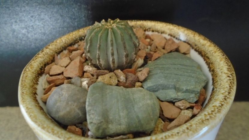 Geohintonia mexicana - Cactusi 2021