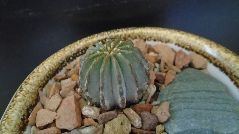 Geohintonia mexicana - Cactusi 2021