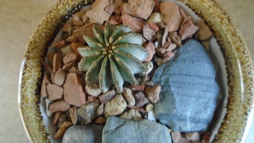 Geohintonia mexicana - Cactusi 2021