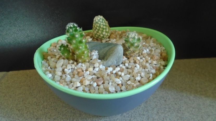 Mammillaria saboae ssp. goldii - Cactusi 2021