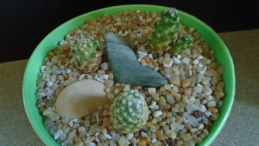 Mammillaria saboae ssp. goldii - Cactusi 2021