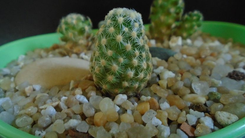 Mammillaria saboae ssp. goldii - Cactusi 2021