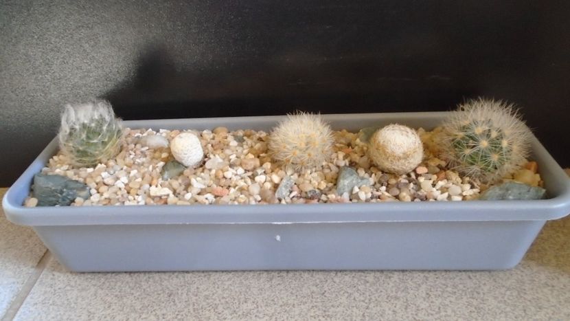 Mammillaria aureilanata v. alba - Cactusi 2021
