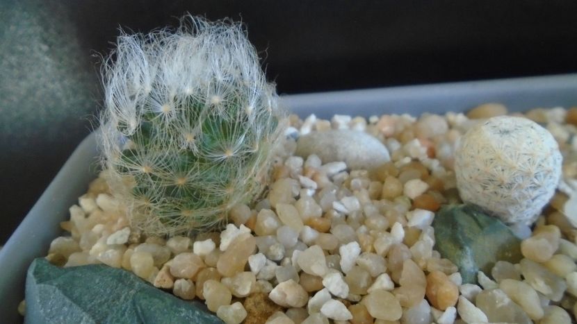 Mammillaria aureilanata v. alba - Cactusi 2021