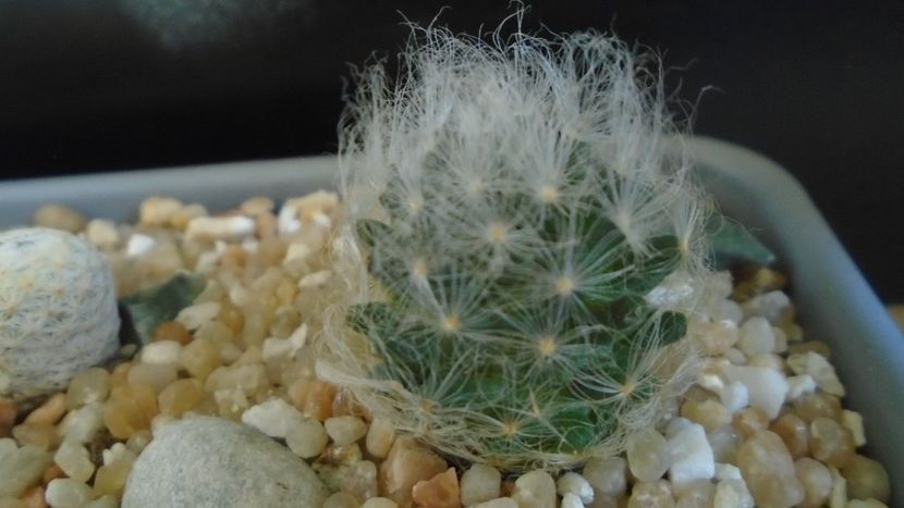 Mammillaria aureilanata v. alba - Cactusi 2021