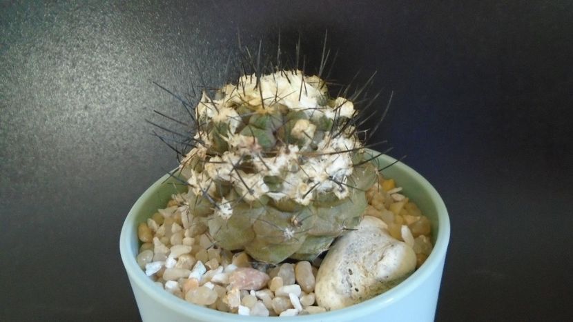Copiapoa hypogaea v. barquitensis, FR 654, Chile - Cactusi 2021