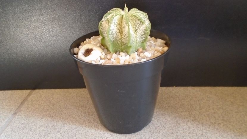 Astrophytum capricorne v. niveum, Cuatro Cienegas, Coahuila, Mx - Cactusi 2021