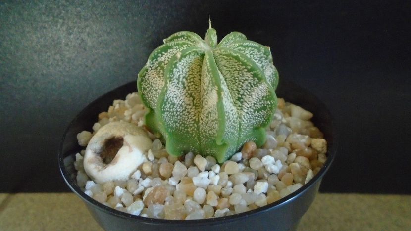 Astrophytum capricorne v. niveum, Cuatro Cienegas, Coahuila, Mx - Cactusi 2021