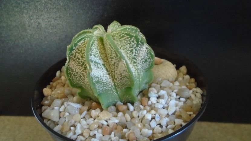 Astrophytum capricorne v. niveum, Cuatro Cienegas, Coahuila, Mx - Cactusi 2021