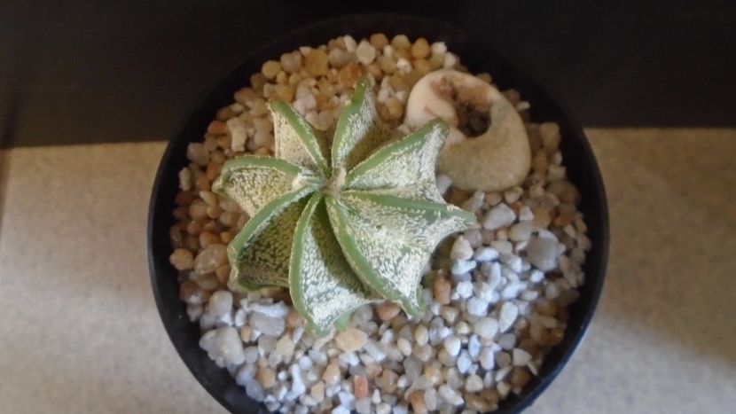 Astrophytum capricorne v. niveum, Cuatro Cienegas, Coahuila, Mx - Cactusi 2021