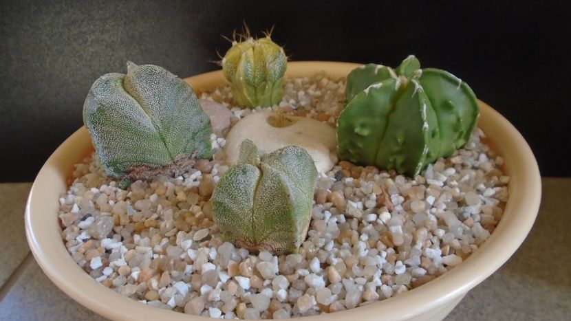 Grup de 4 Astrophytum - Cactusi 2021