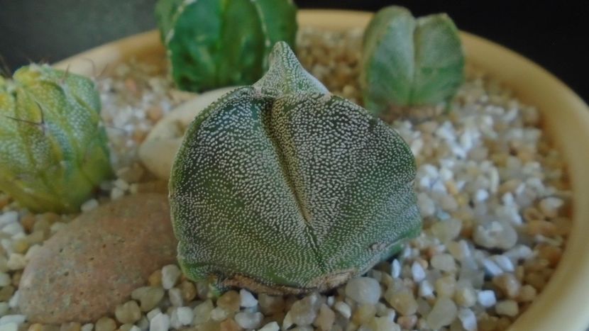 Astrophytum myriostigma v. tricostatum - Cactusi 2021