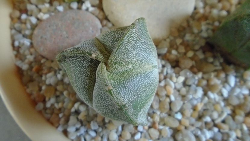 Astrophytum myriostigma v. tricostatum - Cactusi 2021