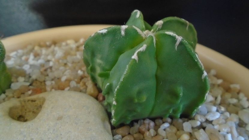 Astrophytum myriostigma hb. Fukuriyu x Marginata - Cactusi 2021