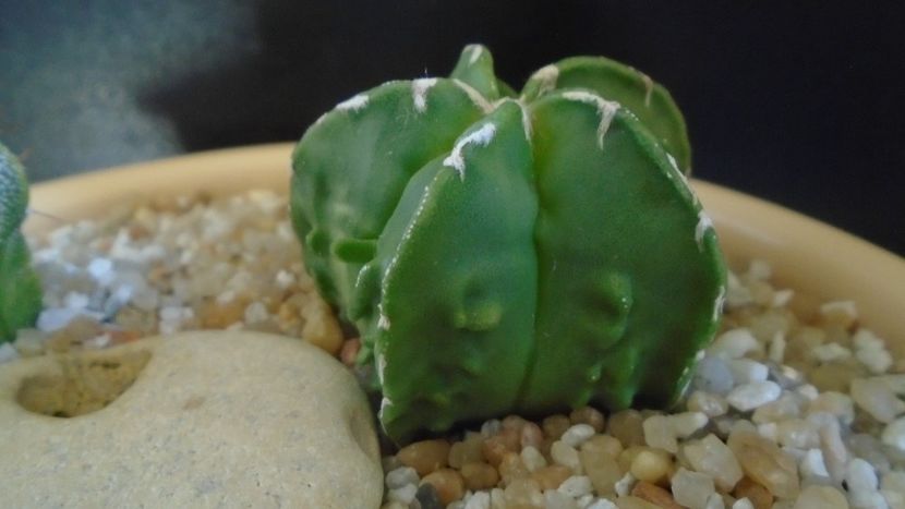 Astrophytum myriostigma hb. Fukuriyu x Marginata - Cactusi 2021
