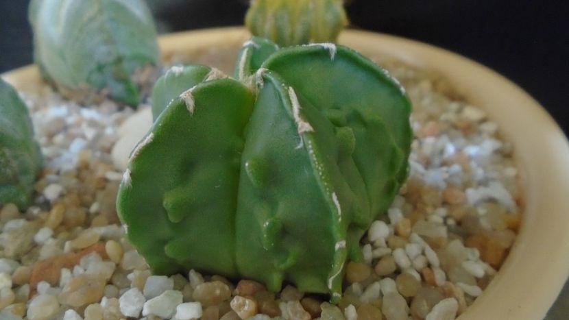 Astrophytum myriostigma hb. Fukuriyu x Marginata - Cactusi 2021