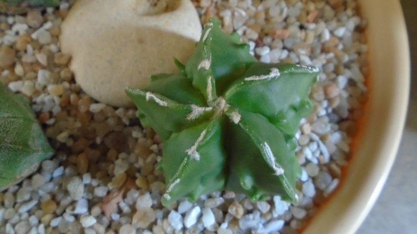 Astrophytum myriostigma hb. Fukuriyu x Marginata - Cactusi 2021