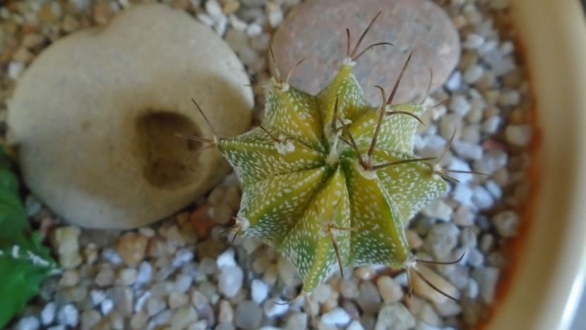 Astrophytum myriostigma hb. (clorofil-deficitar) - Cactusi 2021