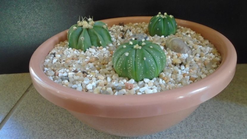 Grup de 3 Astrophytum - Cactusi 2021