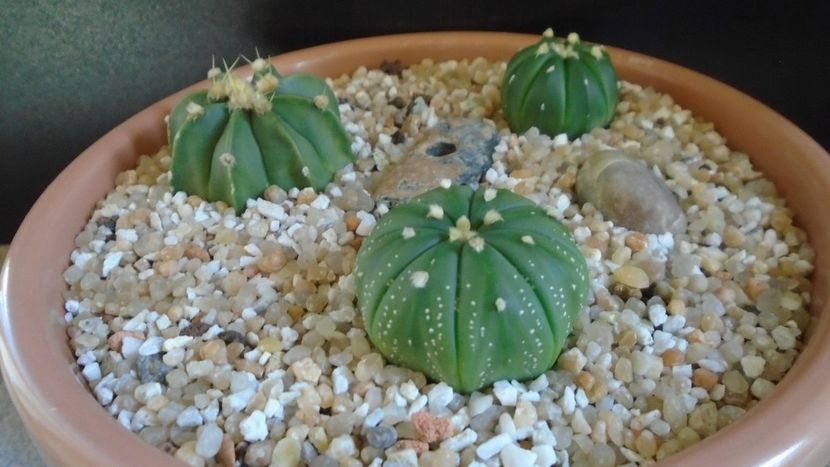 Grup de 3 Astrophytum - Cactusi 2021