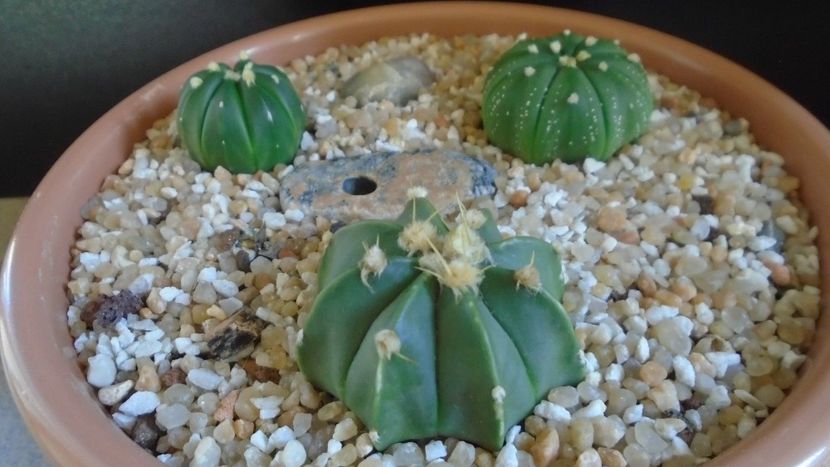 Grup de 3 Astrophytum - Cactusi 2021