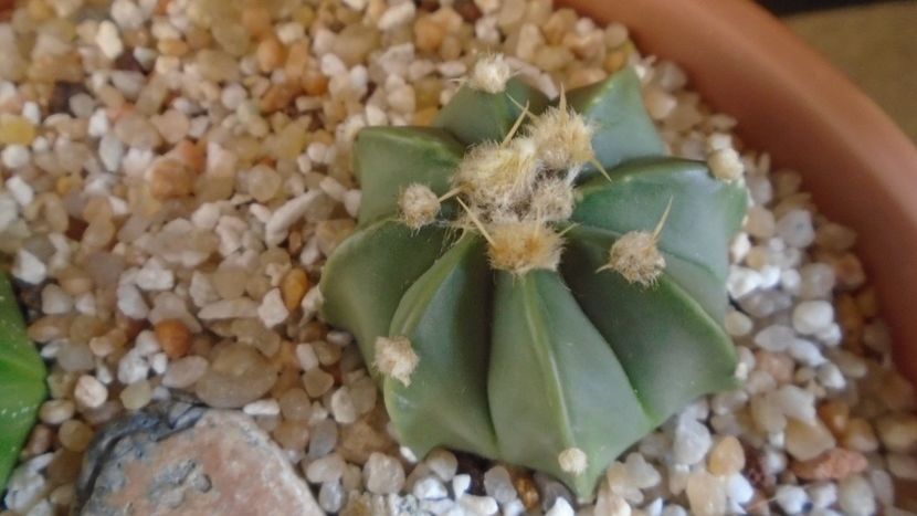 Astrophytum asterias cv. Ooibo   Ruri (nudum) Kabuto - Cactusi 2021