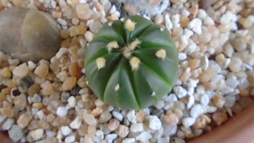 Astrophytum asterias cv. Ooibo Kabuto - Cactusi 2021