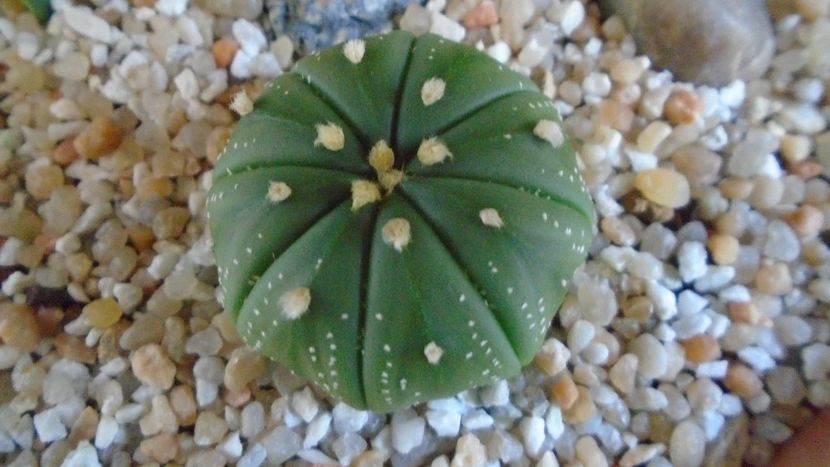 Astrophytum asterias hb. (floare rosie) - Cactusi 2021