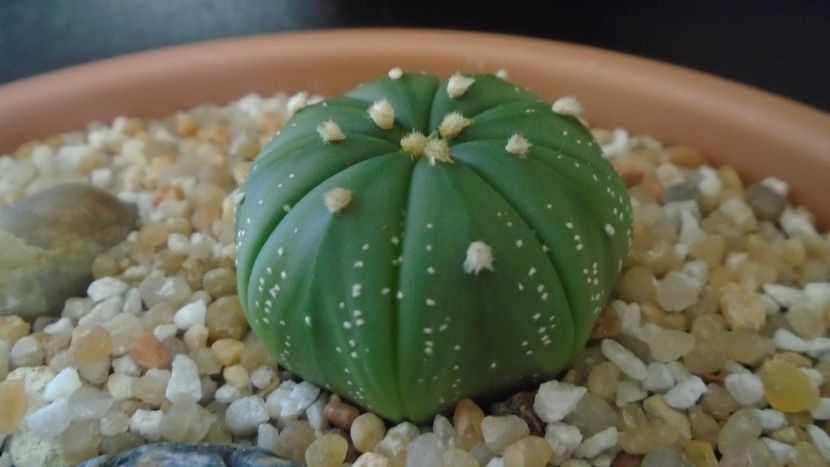 Astrophytum asterias hb. (floare rosie) - Cactusi 2021