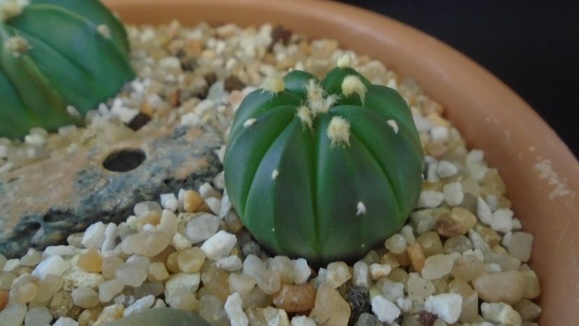 Astrophytum asterias cv. Ooibo Kabuto - Cactusi 2021