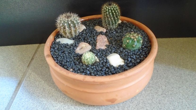 Grup de 4 cactusi - Cactusi 2021